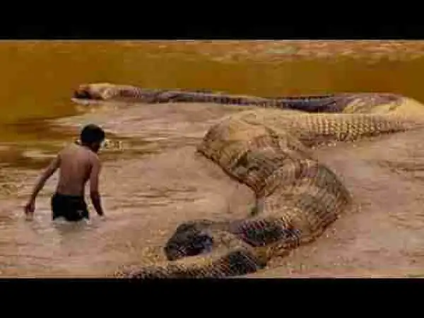Video: WEIRDEST Reptilian Cryptids